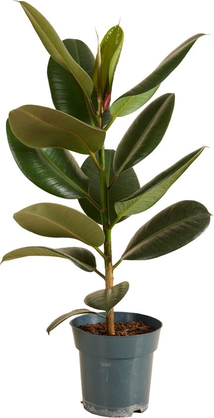 Ficus