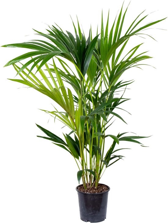 Kentia palm