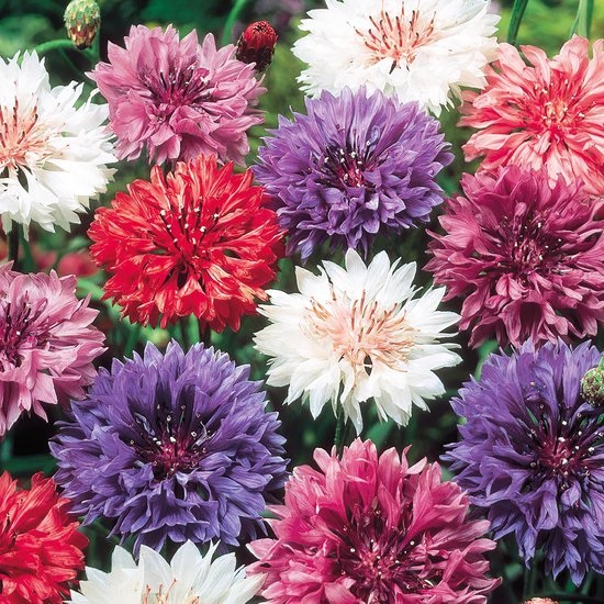 Korenbloem zaden