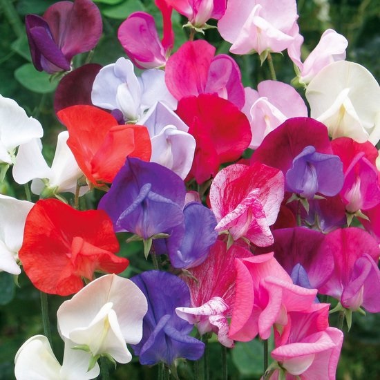 Lathyrus zaden