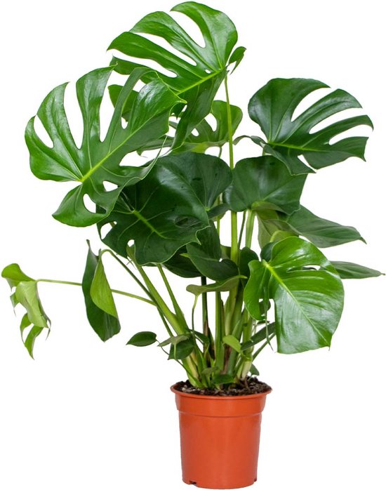 Monstera