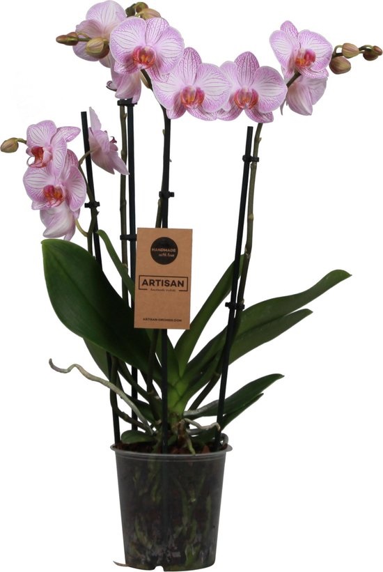 Orchidee