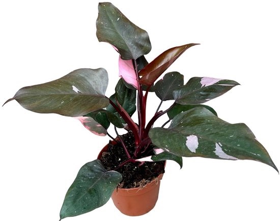 Philodendron