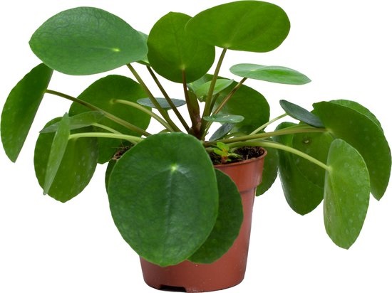 Pilea