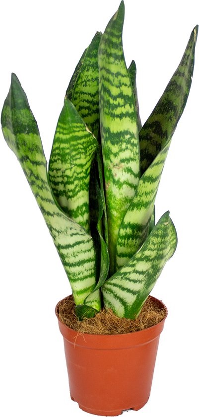 Sansevieria