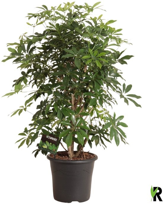 Schefflera