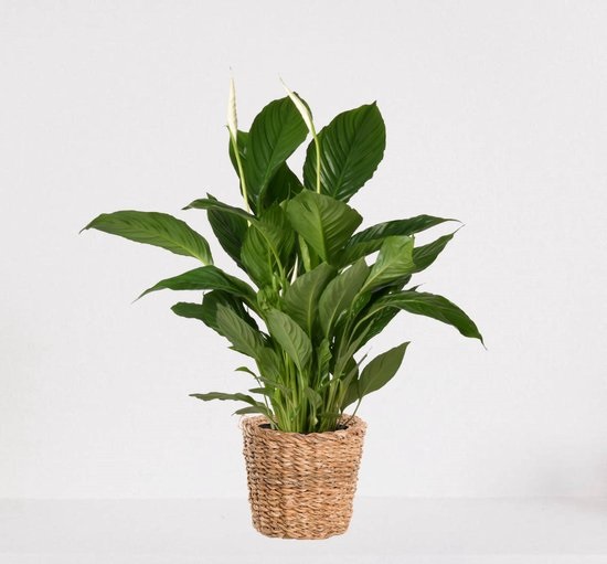 Spathiphyllum