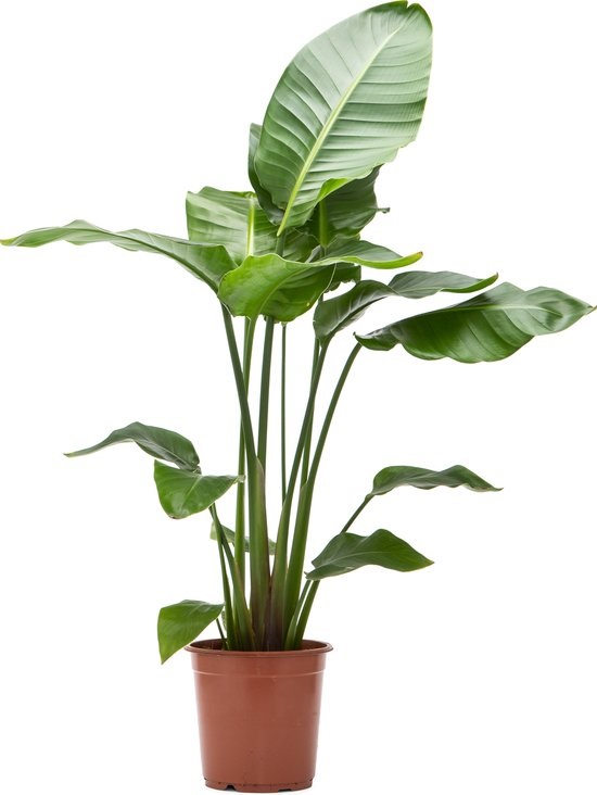 Strelitzia
