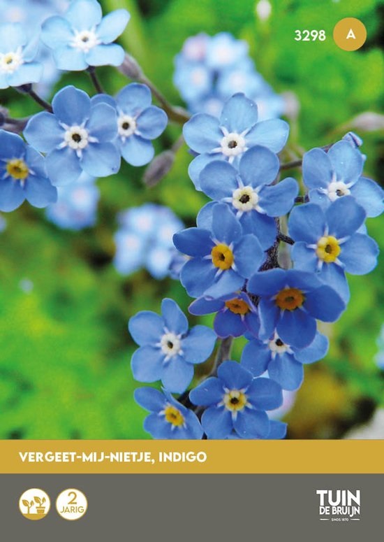 Vergeet-mij-niet zaden
