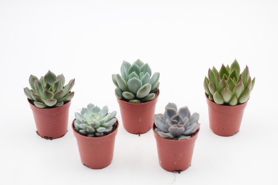 Vetplanten