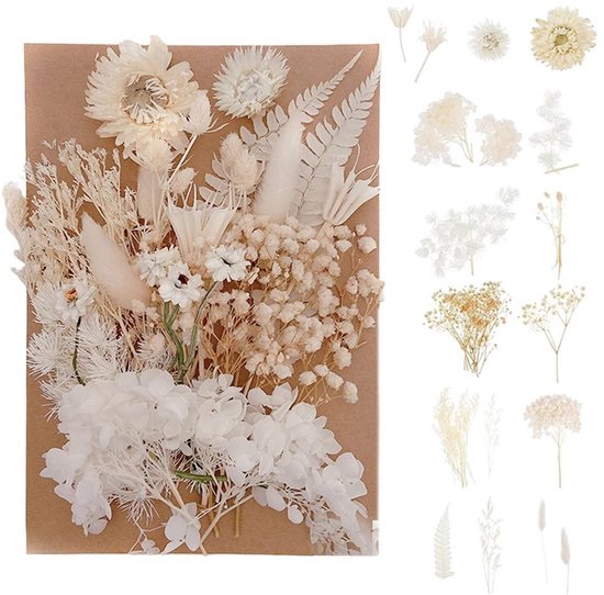 Witte droogbloemen