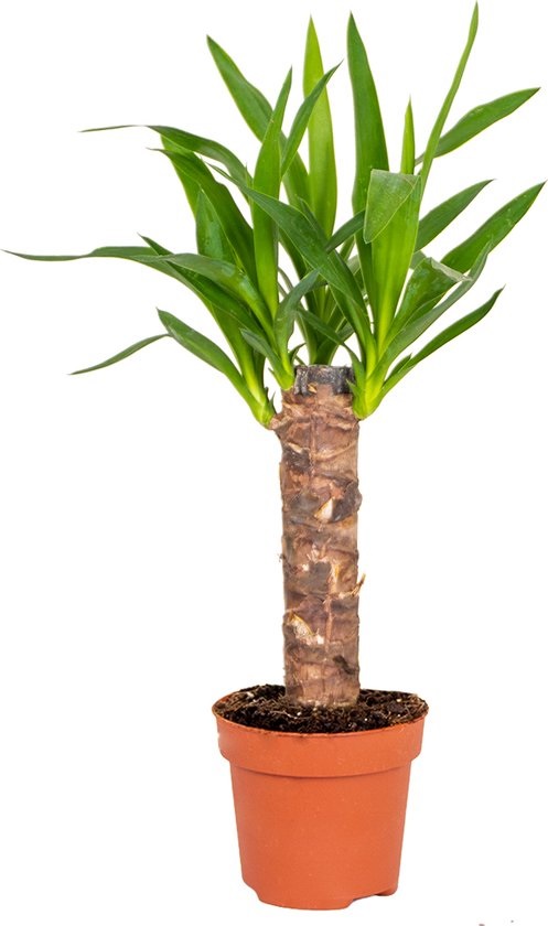 Yucca